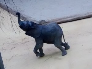 elephant2