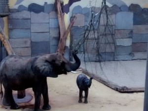 elephant3