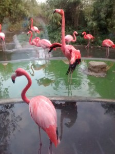 flamingo1