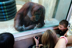orangutan